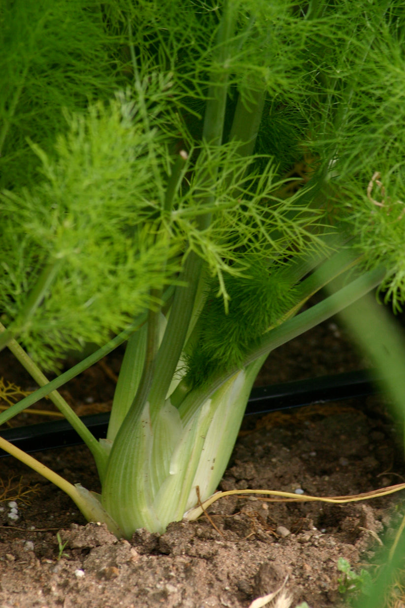 SALT CITRUS FENNEL