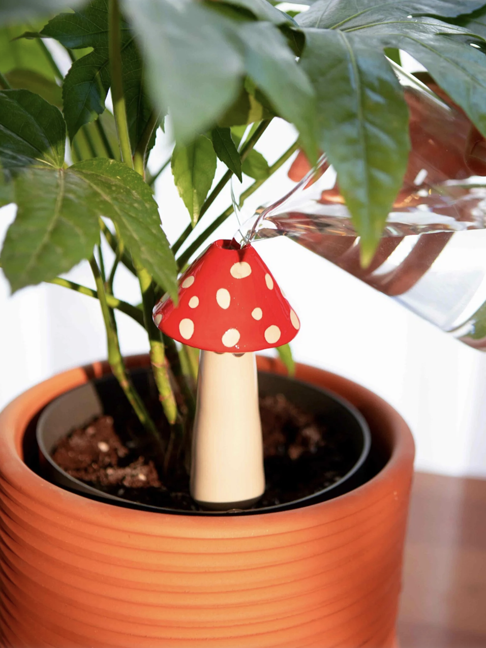 SELF WATERING AMANITA