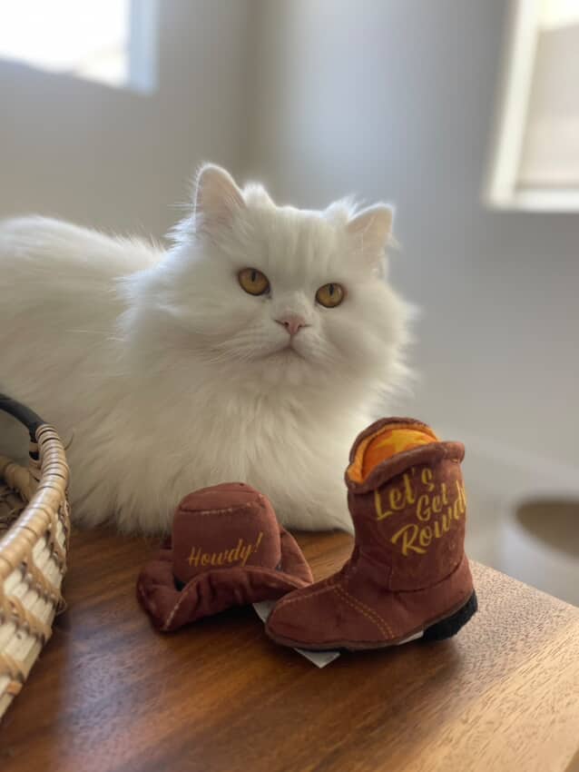 KITTY COWBOY CATNIP